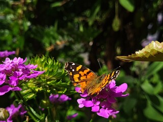 Fototapeta na wymiar Mariposa con alas rotas. Mariposa naranja con negro descansando en una flor rosada. Fondo de plantas con muchas hojas verdes.