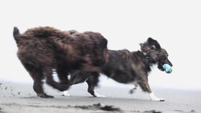 湘南海岸の砂浜で遊ぶ2匹の犬