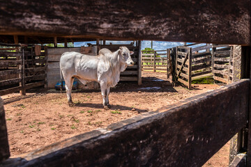 Nellore bull inside on the wooden corral in a ranch in Brazil