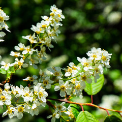 white cherry blossom. Bird Cherry Tree in Blossom. Close-up of a Flowering Prunus Avium Tree with White Little Blossoms. View of a blooming Sweet Bird-Cherry Tree in Spring. flowers of bird cherry tre