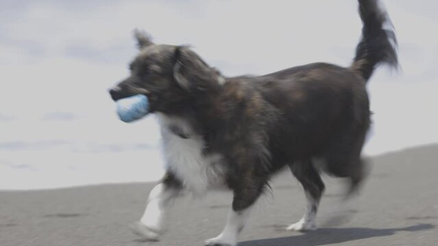 海岸で遊ぶ犬