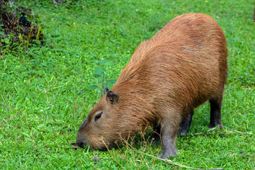 The largest living rodent in the world: Capybara (hydrochoerus hydrochaeris) on the lawn, Brazil