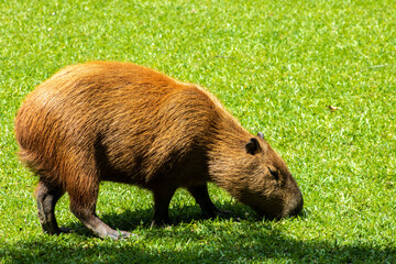 The largest living rodent in the world: Capybara (hydrochoerus hydrochaeris) on the lawn, Brazil