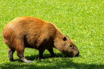 The largest living rodent in the world: Capybara (hydrochoerus hydrochaeris) on the lawn, Brazil