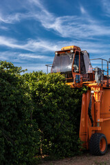 Mechanized coffee harvest in the municipality of Vera Cruz, midwest region of Sao Paulo