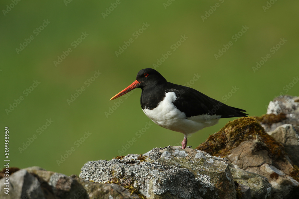 Poster A beautiful Oystercatcher, Haematopus ostralegus, perching on a stone wall during breeding season in the moors of Durham, UK.