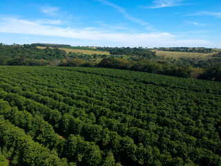 Fototapeta na wymiar Aerial drone view of a green coffee field in Brazil