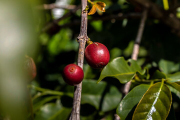 Obraz premium coffee beans on coffee tree, in Brazil
