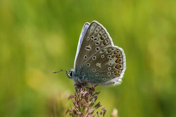 A stunning newly emerged male Common Blue Butterfly, Polyommatus icarus, perching on grass seeds in a meadow in springtime.