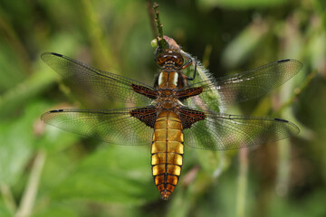 A Broad-bodied Chaser Dragonfly, Libellula depressa, resting on a plant.