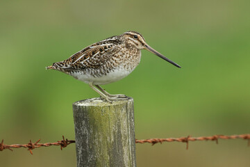 A beautiful Snipe, Gallinago gallinago, perching on a fence post during breeding season in the moors of Durham, UK.
