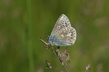 Fototapeta na wymiar A stunning newly emerged male Common Blue Butterfly, Polyommatus icarus, perching on grass seeds in a meadow in springtime.