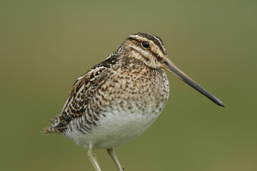 A head shot of a magnificent Snipe, Gallinago gallinago, in the moors of Durham, UK.