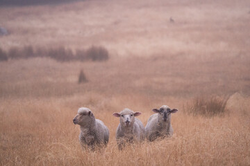 Sheep in the field