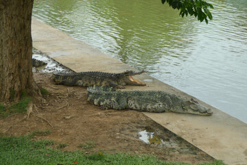2 of Crocodile at the Thailand farm.