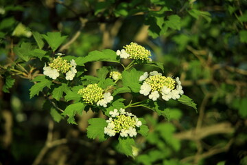 an apple tree blooming in spring with green leaves and densely covered with white flowers. wood. food. healthy food. gardening.