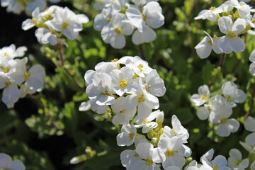 White Flowers