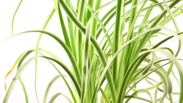 society garlic with young leaves on turn table