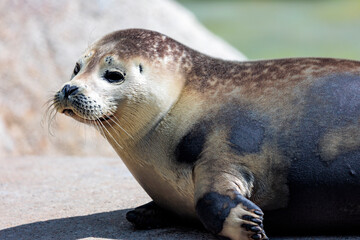 Seehund Portrait