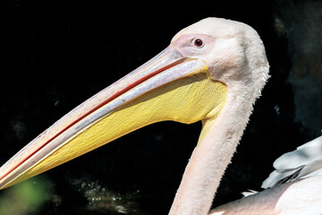 Kopfportrait Pelikan