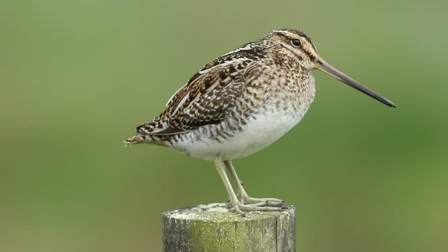 A beautiful Snipe, Gallinago gallinago, perching on a fence post during breeding season in the moors of Durham, UK.
