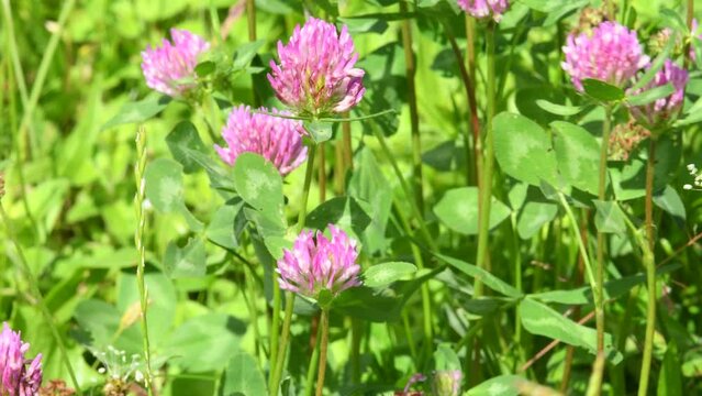 Red clover, medicinal and fodder plant with flower
