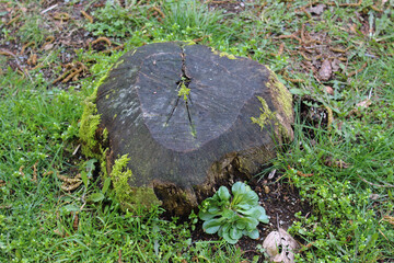 Fototapeta premium Tree Stump