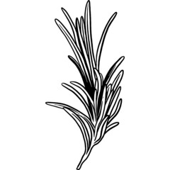 Hand drawn Rosemary