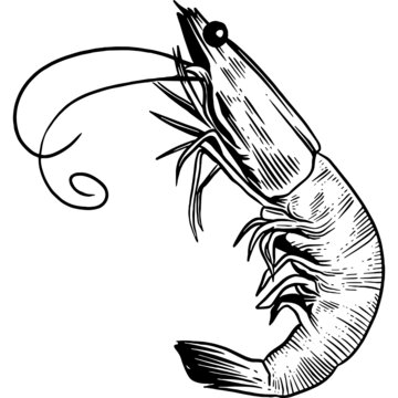 recommend clip art: Hand drawn Shrimp