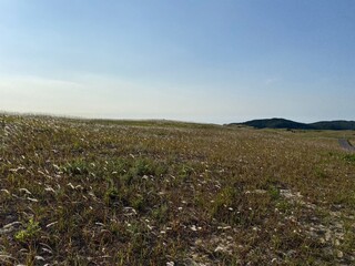 Sinduri Coastal Sand Dunes in Korea