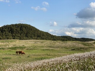Sinduri Coastal Sand Dunes in Korea