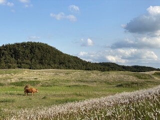 Sinduri Coastal Sand Dunes in Korea