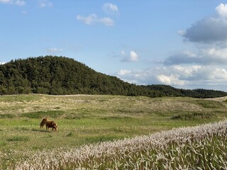 Sinduri Coastal Sand Dunes in Korea