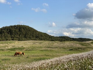 Sinduri Coastal Sand Dunes in Korea