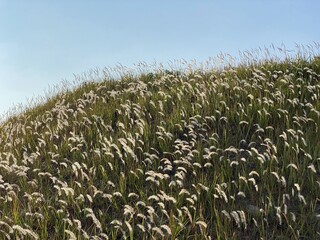 Sinduri Coastal Sand Dunes in Korea