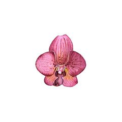 watercolor drawing tropical flower of orchid isolated at white background , hand drawn illustration