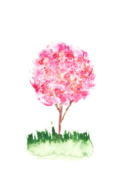 Blossoming watercolor pink tree. Spring flower in bloom on branch. Beautiful summer illustration. Sketch hand drawing. Japan aquarel card. Sakura design element
