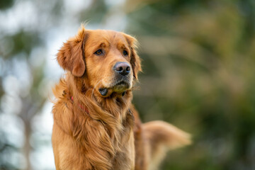 kelpie dog in the australian bush in a park