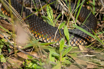 tiger snake in the australian bush warming up in the sun in tasmania 