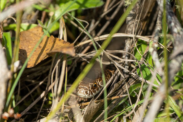 tiger snake in the australian bush warming up in the sun in tasmania 