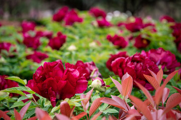 Bright pink peony flowers blossoming during the spring Peony Flowers Festival in Luoyang, Henan, China, horizontal background image with red leaves in the front