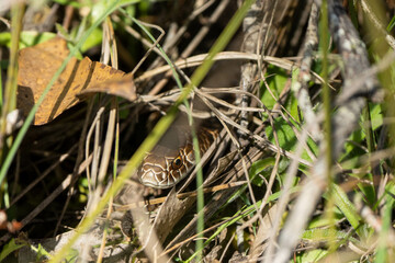tiger snake in the australian bush warming up in the sun in tasmania 