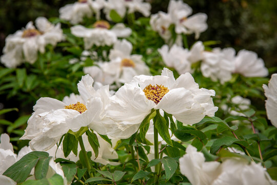 White peony flowers during the Peony Flower Festival in Luoyang, Henan, China, close up, horizontal background image with copy space for text