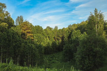 Green forest and blue sky in the summer season