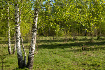 Blooming birches in the sun. Slow motion. Background