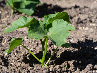 A young cucumber plant with several leaves in the soil, close-up. Growing organic vegetables. Green cucumber bush in spring in the open ground