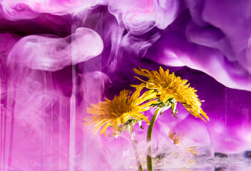 dandelion in purple rain