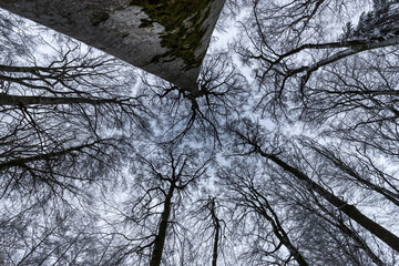 Tree crown in winter from below