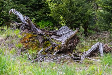 Tree stump in forest