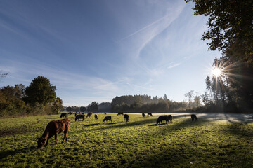 cows on a autumn pasture